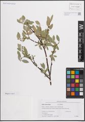 Foto von Salix eastwoodiae Cockerell ex A. Heller